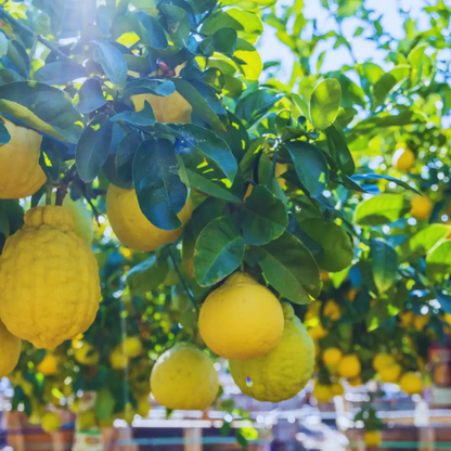 Ponderosa Lemon  (Citrus × pyriformis)