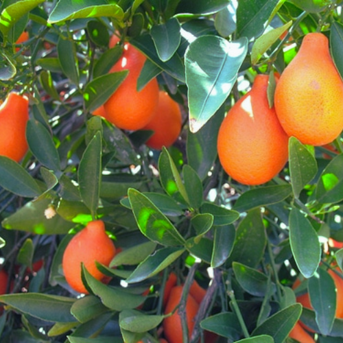 Mandarin Kumquat - Indio Mandarinquat