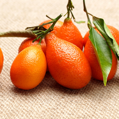 Mandarin Kumquat - Indio Mandarinquat