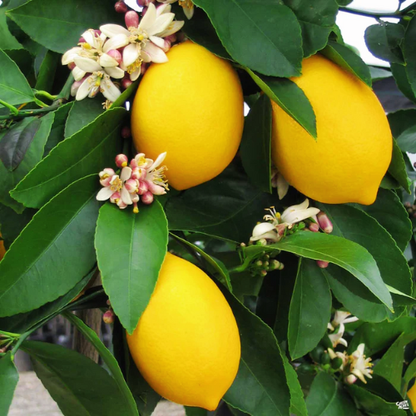 Improved Meyer Lemon (Citrus x meyeri 'improved)