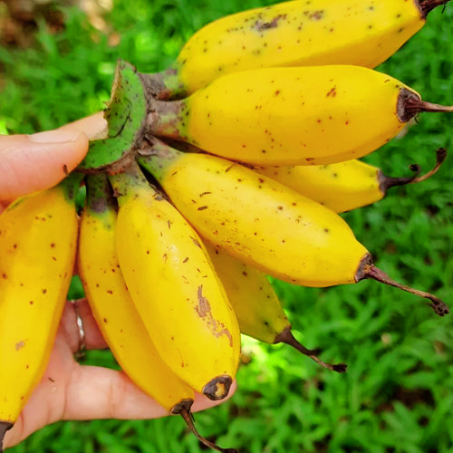 Truly Tiny Banana (Musa x Truly Tiny)
