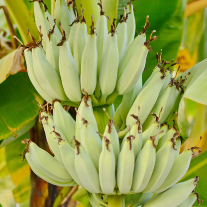 Banana Kokopo (Musa acuminata)