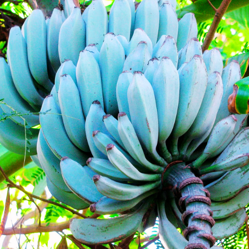Ice Cream Banana or Blue Java (Musa acuminata)