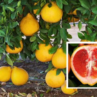 Pummelo - Valentine Hybrid (Citrus Maxima Pomelo)