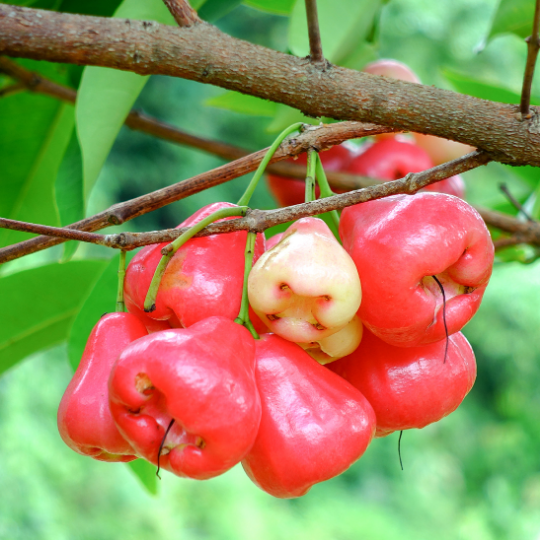 Water Apple Plant (Syzygium Aqueum)