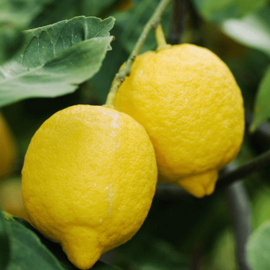 Eureka Lemon Plant (Citrus Limon x 'Eureka')