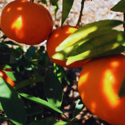 Tangerine 'Fairchild' Plant (Citrus reticulata)