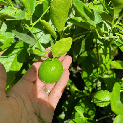 Key Lime Plant (Citrus Aurantifolia)