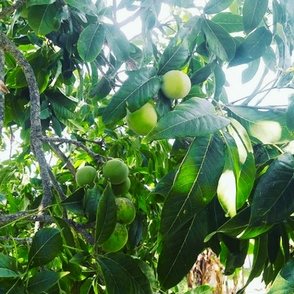 White Sapote Plant (Casimiroa Edulis)