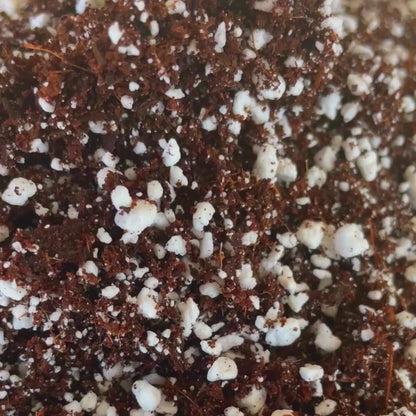 Coco Perlite Mix